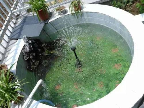 携空间懂兽语!真千金震惊家属院,一场跨越物种的奇妙邂逅